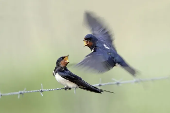 Framed Print : Barn Swallow - pair courtship displaying, male in flight, approaching female perched on fence, Lower Saxony, Germany Framed Print : Barn Swallow - pair courtship displaying, male in flight, approaching female perched on fence, Lower Saxony, Germany