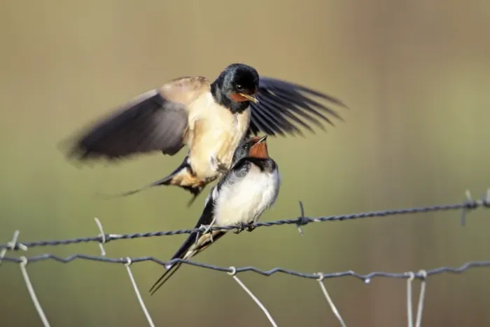 Framed Print : Barn Swallow - pair mating on fence, Lower Saxony, Germany Framed Print : Barn Swallow - pair mating on fence, Lower Saxony, Germany