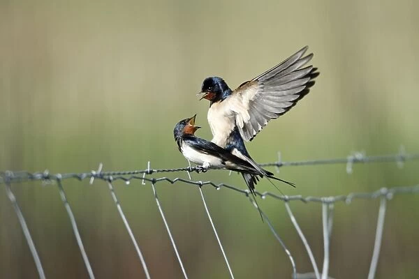 Barn Swallow - pair mating on fence, Lower Saxony, Germany