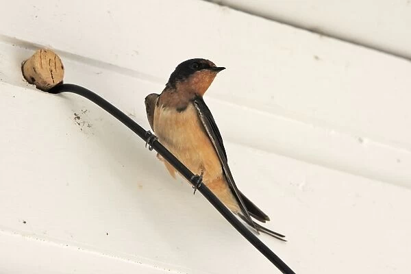 Barn Swallow - perched on wire. Lagoon Cove near Knight Inlet - British Columbia - Canada