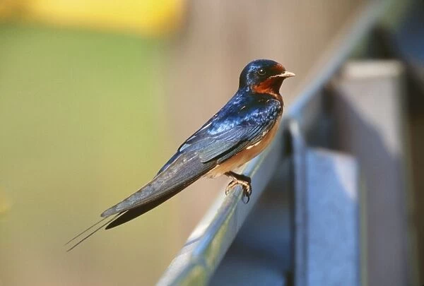 Barn Swallow - showing North American chest colouration Cheshire, USA