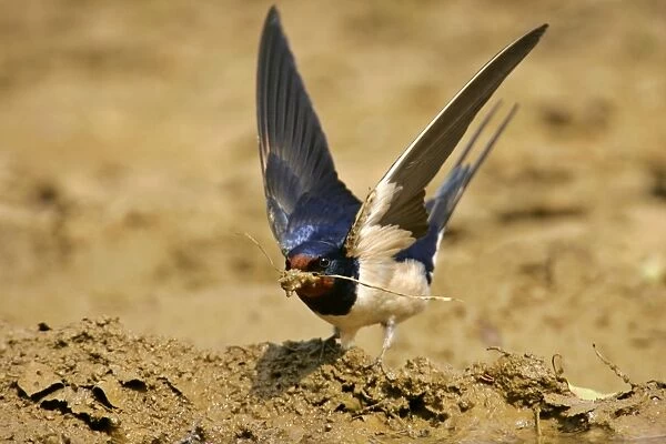 Barn Swallow single individual collecting clay for nest construction Croatia