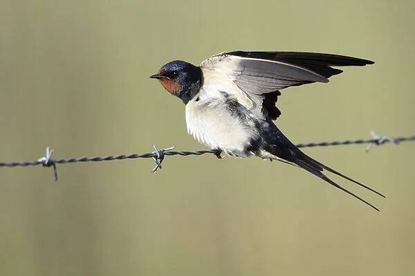Barn Swallow - stretching wings, perched on fence, Lower Saxony, Germany