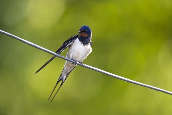 Barn Swallow On wire Cleveland, England, UK
