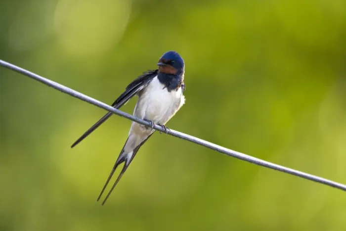Framed Print : Barn Swallow On wire Cleveland, England, UK Framed Print : Barn Swallow On wire Cleveland, England, UK
