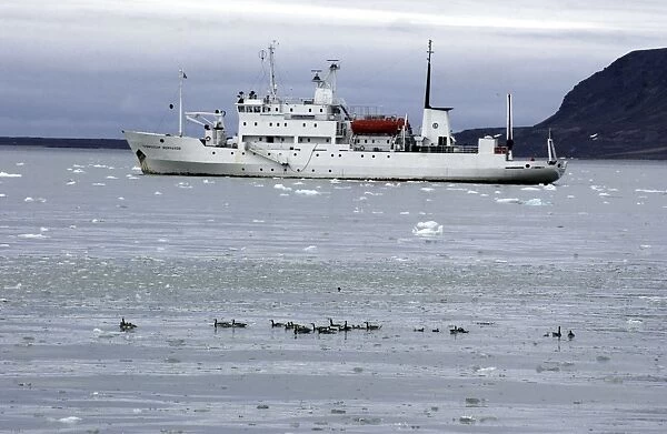 Barnacle Geese Alongside Arctic ship Prof Molcholov Coast of Spitzbergen
