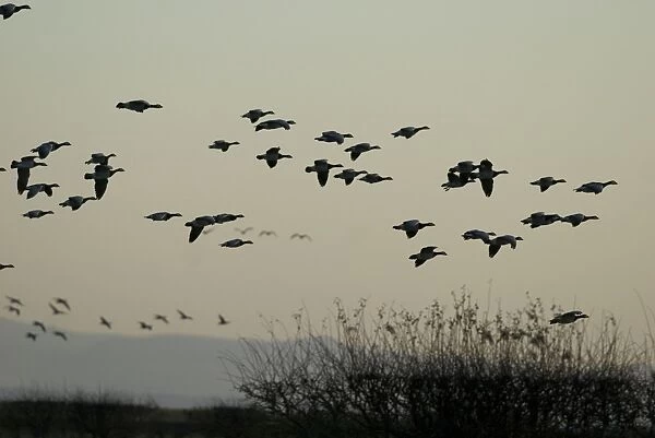 Barnacle Geese - In flight - Caelaverock Scotland