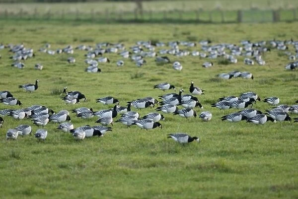 Barnacle Geese - Grazing - Caelaverock Scotland