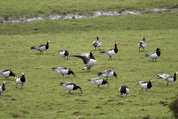 Barnacle Geese - Grazing - Islay Scotland