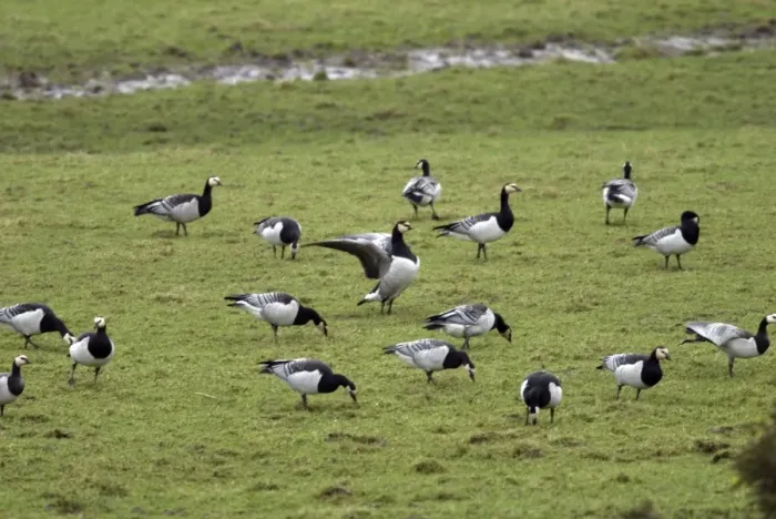 Framed Print : Barnacle Geese - Grazing - Islay Scotland Framed Print : Barnacle Geese - Grazing - Islay Scotland