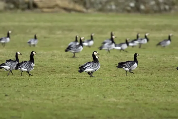 Framed Print : Barnacle Geese - Grazing - Islay Scotland Framed Print : Barnacle Geese - Grazing - Islay Scotland