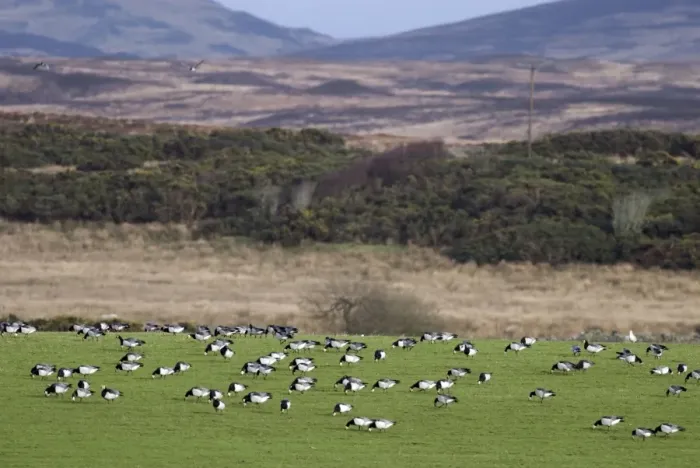 Framed Print : Barnacle Geese - Grazing - Islay Scotland Framed Print : Barnacle Geese - Grazing - Islay Scotland