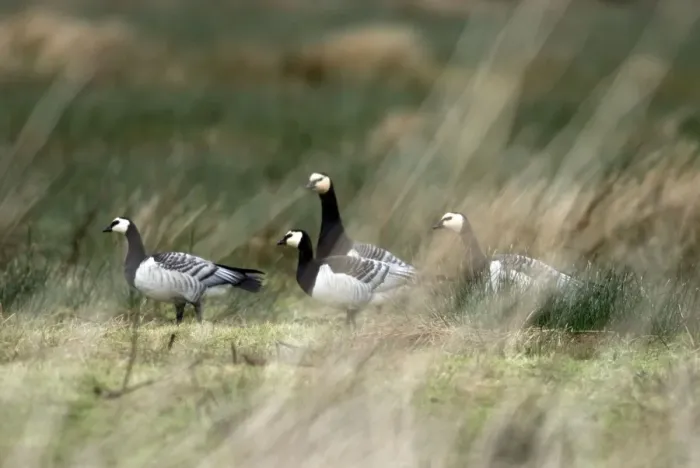 Framed Print : Barnacle Geese - Islay Scotland Framed Print : Barnacle Geese - Islay Scotland