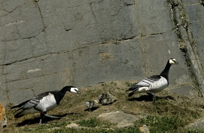 Framed Print : Barnacle Geese - pair & chicks - Greenland Framed Print : Barnacle Geese - pair & chicks - Greenland