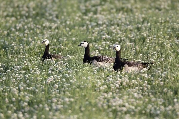 Barnacle Geese - resting on field of clover, Island of Texel, Holland