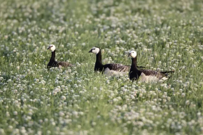 Framed Print : Barnacle Geese - resting on field of clover, Island of Texel, Holland Framed Print : Barnacle Geese - resting on field of clover, Island of Texel, Holland