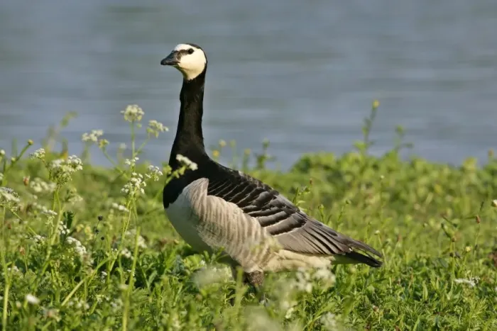Framed Print : Barnacle Goose alert adult in spring meadow at lakeshore Park of Nymphenburg castle, Bavaria, Germany Framed Print : Barnacle Goose alert adult in spring meadow at lakeshore Park of Nymphenburg castle, Bavaria, Germany