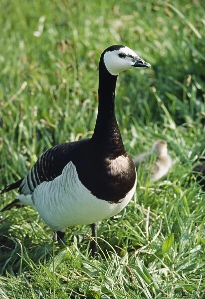 Barnacle Goose - with chick in background