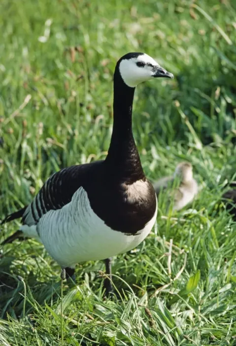 Framed Print : Barnacle Goose - with chick in background Framed Print : Barnacle Goose - with chick in background