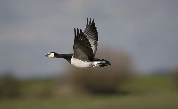 Barnacle Goose - in flight - February - UK