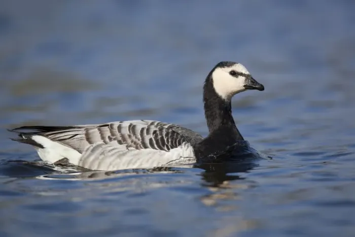 Framed Print : Barnacle Goose - Par - Cornwall - UK Framed Print : Barnacle Goose - Par - Cornwall - UK