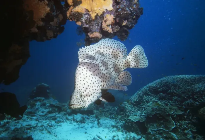 Framed Print : Barramundi Cod / Humpback grouper / Panther grouper & Polka-dot Grouper Great Barrier Reef Framed Print : Barramundi Cod / Humpback grouper / Panther grouper & Polka-dot Grouper Great Barrier Reef