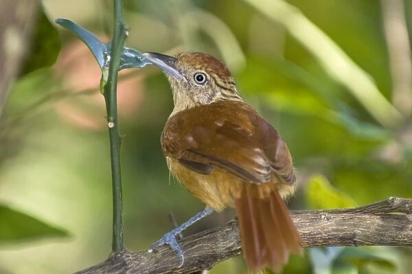 Barred Antshrike - juvenile on branch - Tobago