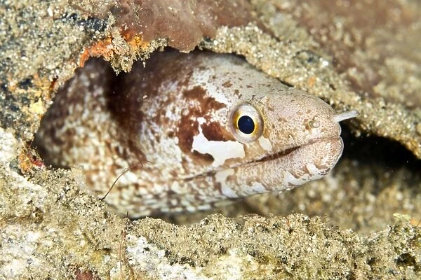 Barred-fin Moray Eel - Indonesia