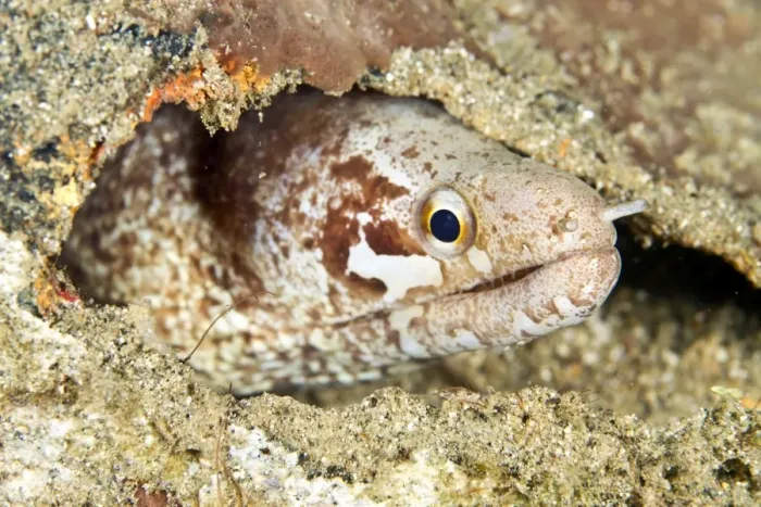 Framed Print : Barred-fin Moray Eel - Indonesia Framed Print : Barred-fin Moray Eel - Indonesia