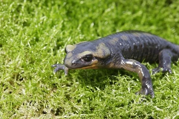 Barred fire salamander. Alsace - France
