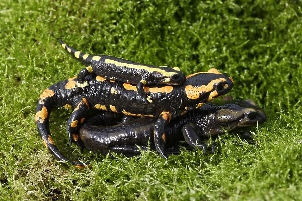 Barred fire salamander - three. Alsace - France