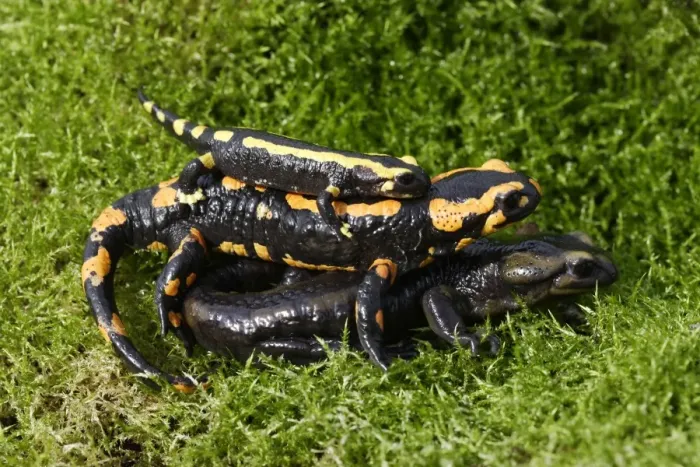 Framed Print : Barred fire salamander - three. Alsace - France Framed Print : Barred fire salamander - three. Alsace - France