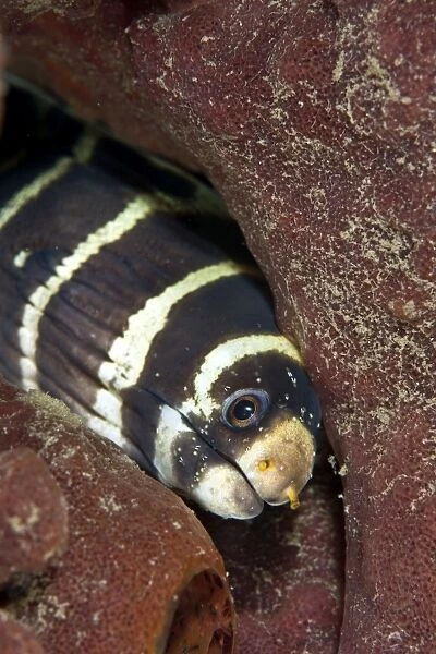 Barred Moray - with many Copepods on its face - Indonesia