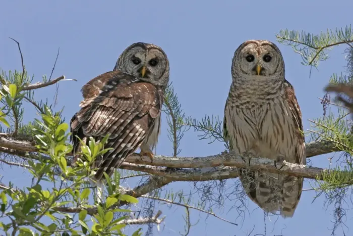 Framed Print : Barred Owl Framed Print : Barred Owl