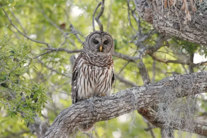 Framed Print : Barred Owl Framed Print : Barred Owl