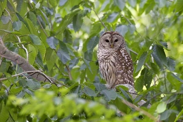 Barred Owl adult in day roost near nest cavity. May in Connecticut, USA