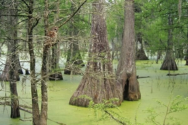 Barred Owl - baldcypress swamp, Atchafalya River Basin, Louisiana B6776