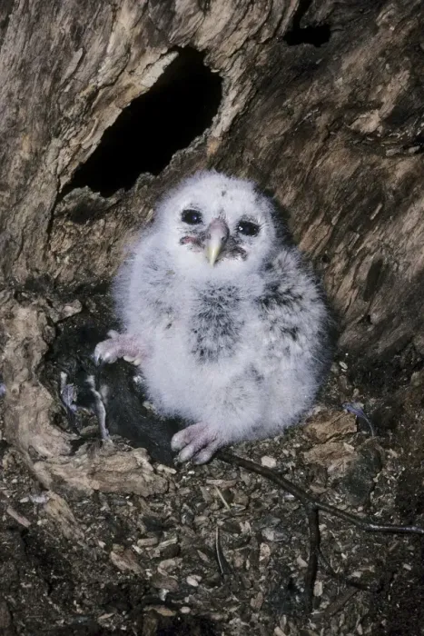 Framed Print : Barred Owl - chick in nest with prey, flying squirrel Framed Print : Barred Owl - chick in nest with prey, flying squirrel