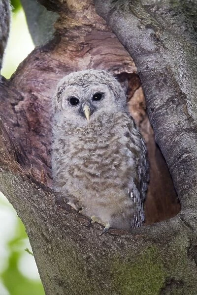 Barred Owl - fledgling just outside of their nest cavity. May in Connecticut, USA
