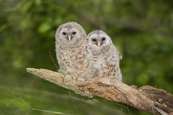 Barred Owl fledglings just outside of their nest cavity. May in Connecticut, USA