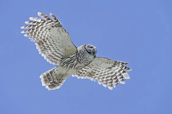 Barred Owl - in flight