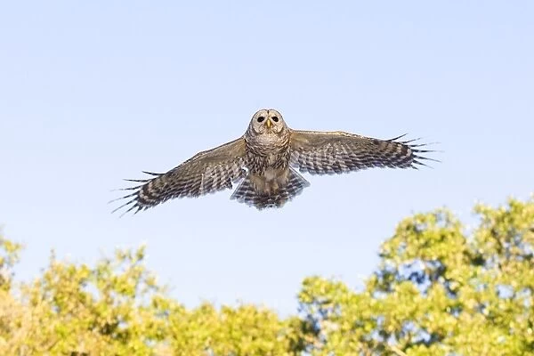 Barred Owl - in flight - Florida - USA - in January