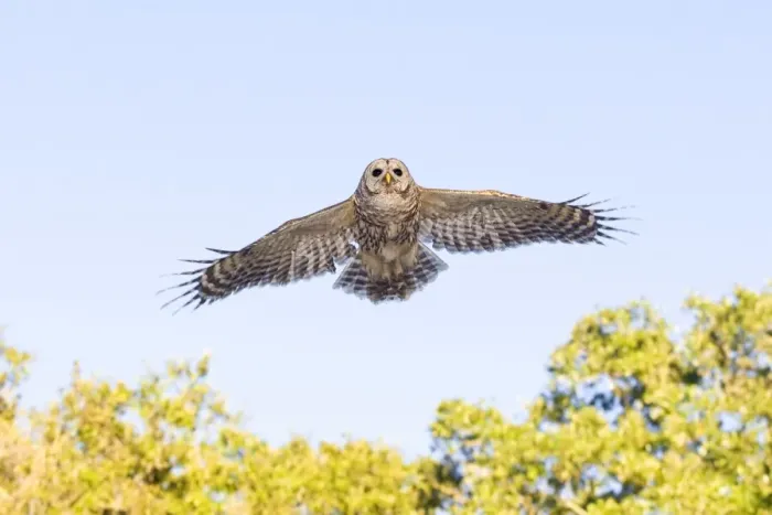 Framed Print : Barred Owl - in flight - Florida - USA - in January Framed Print : Barred Owl - in flight - Florida - USA - in January