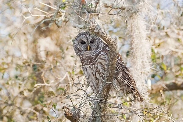 Barred Owl - Florida - USA - in January