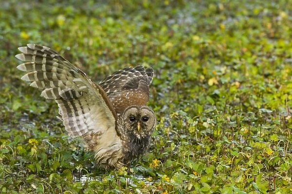 Barred Owl - On ground with wings open _TPL4787
