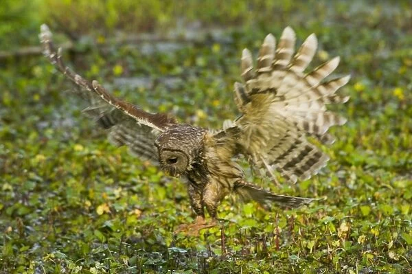 Barred Owl - About to land on ground with wings open _TPL4777