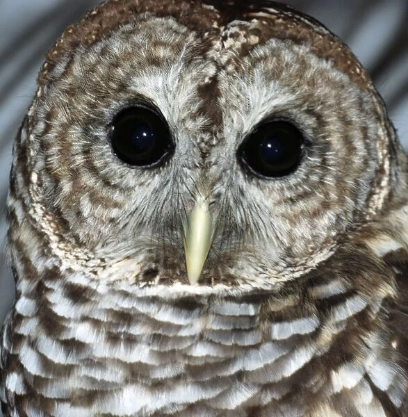 Barred Owl - North America