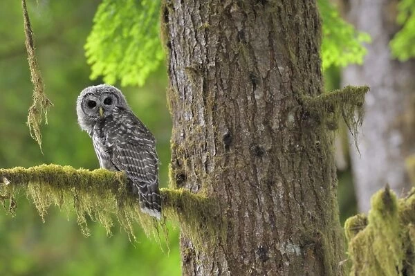 Barred Owl - owlet (only recently fledged) - in Olympic National Park Rain Forest - WA -USA - Summer _C3B4409