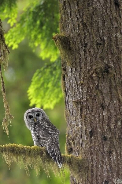 Barred Owl - owlet (only recently fledged) - in Olympic National Park Rain Forest - WA -USA - Summer _C3B4426