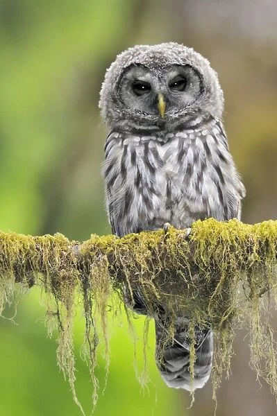 Barred Owl - owlet (only recently fledged) - in Olympic National Park Rain Forest - WA -USA - Summer _C3B4474